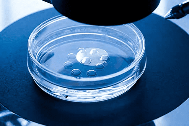 Blastocyst Culture