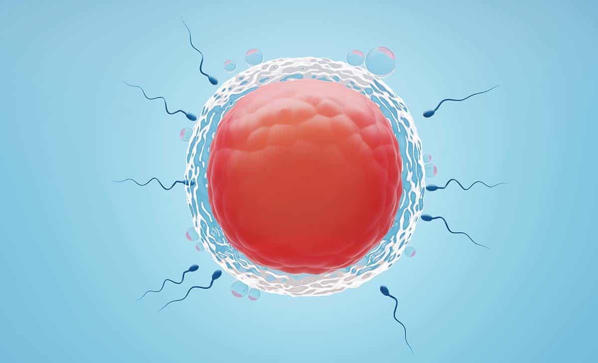 felicity ivf Empty follicle