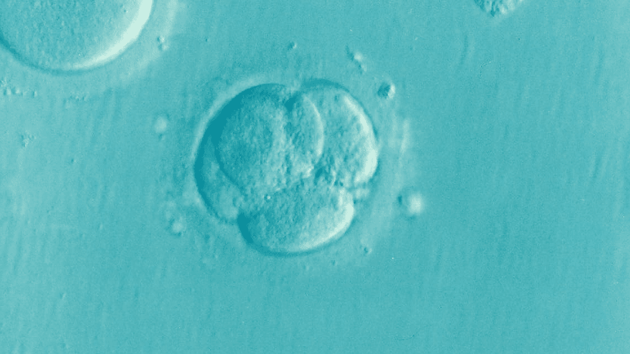 embryo
