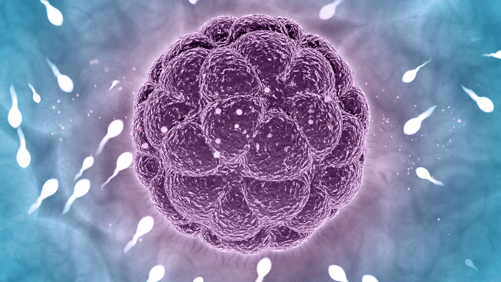 The Impact of Blastocyst Culture on  Embryo Development and Selection in IVF