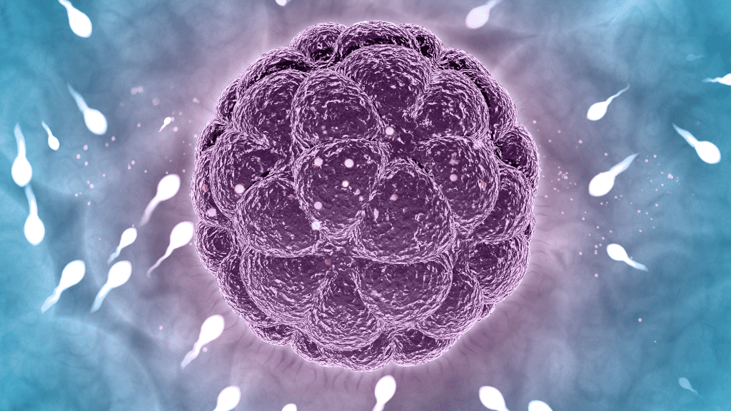 The Impact of Blastocyst Culture on Embryo Development and Selection in IVF
